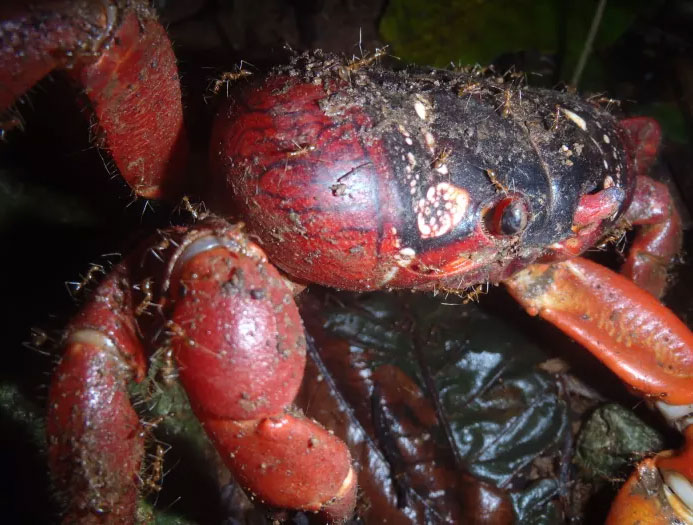 Picture 3 of How scientists protect red crabs when Christmas is in danger