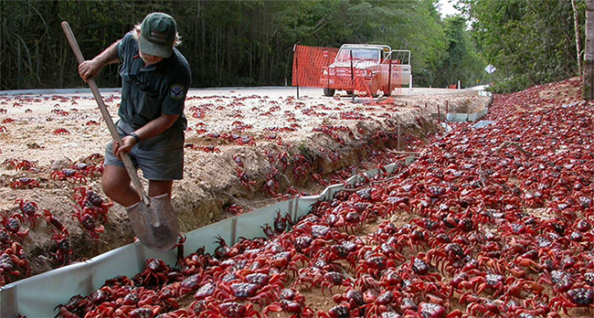 Picture 5 of How scientists protect red crabs when Christmas is in danger