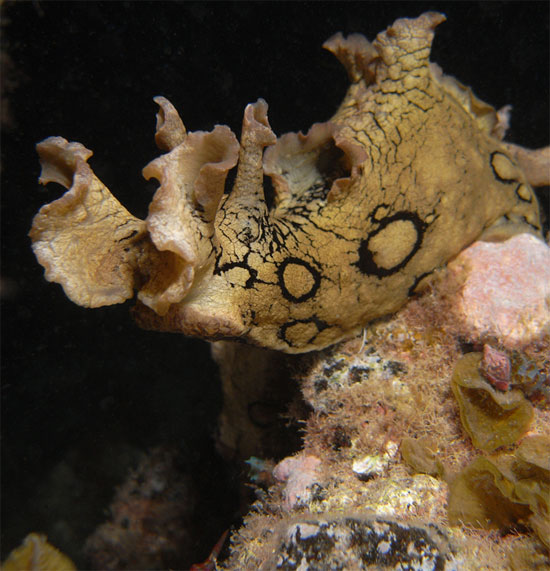 Picture 1 of How slug becoming self defence?