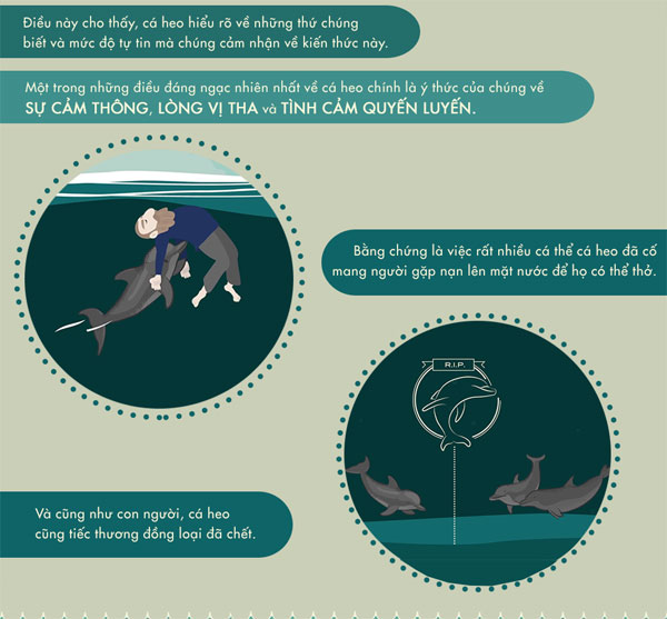 Picture 7 of How smart is dolphin?