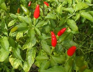 Picture 1 of How spicy foods can kill cancer