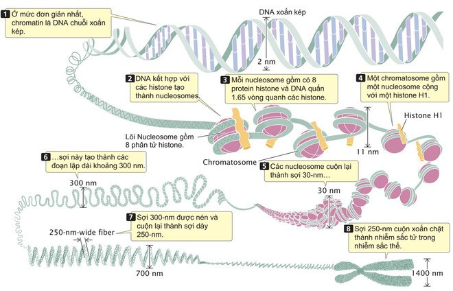 Picture 2 of How the microorganisms in the gut 'hack' control your genome