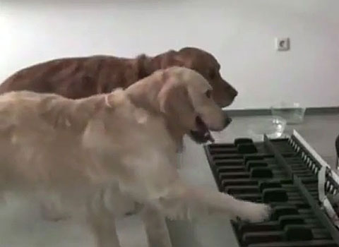 Picture 7 of How the world is 'spoiled' for animals