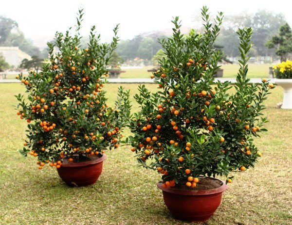 Picture 3 of How to buy beautiful and durable kumquat trees, many fortune to welcome Tet
