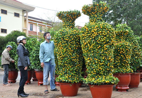 Picture 4 of How to buy beautiful and durable kumquat trees, many fortune to welcome Tet