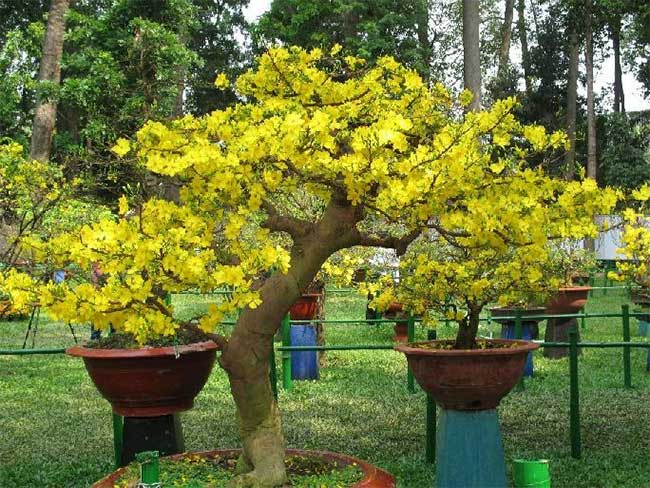 Picture 2 of How to choose beautiful apricot flowers, many fortune to welcome Tet