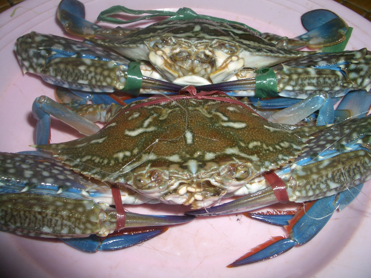 Picture 2 of How to choose crabs, delicious and meaty crabs