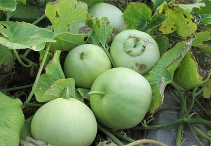 Picture 1 of How to choose delicious melon without sucking 'chemical'