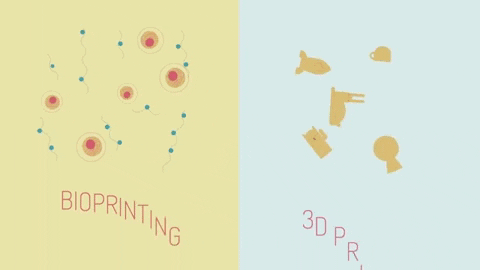 Picture 3 of How to create organs using 3D printing technology