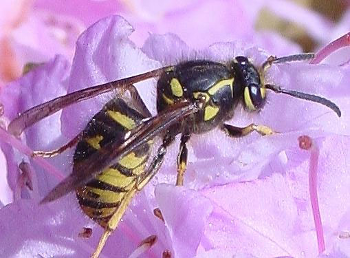 Picture 6 of How to deal with bee stings