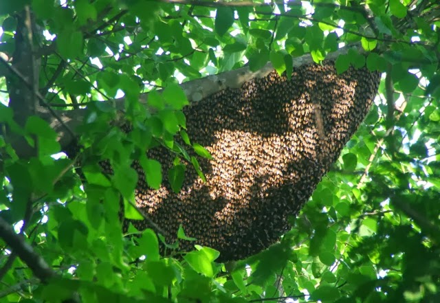 Picture 7 of How to deal with bee stings