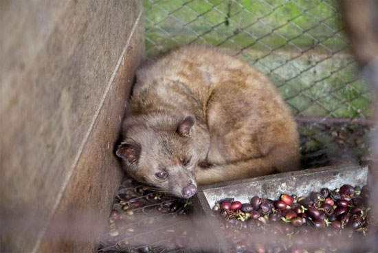 Picture 1 of How to detect fake mink coffee