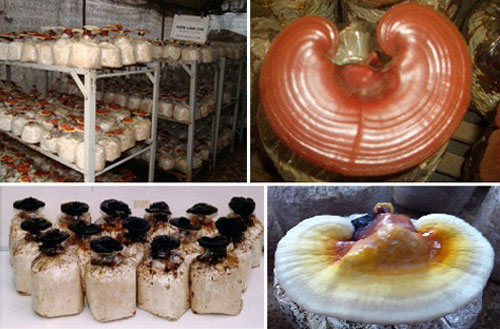 Picture 2 of How to distinguish and choose good Ganoderma