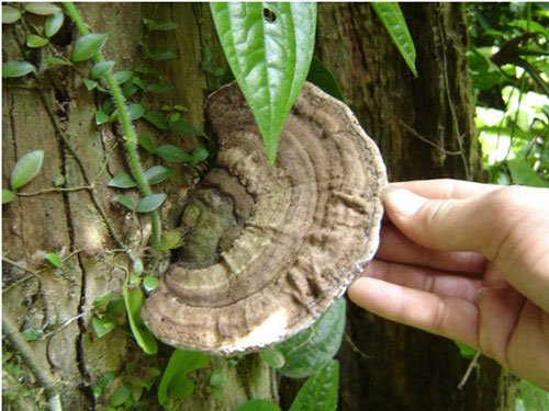 Picture 3 of How to distinguish and choose good Ganoderma