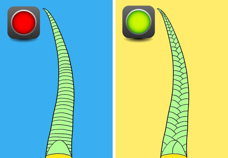 Picture 3 of How to distinguish poisonous snakes and non-toxic snakes