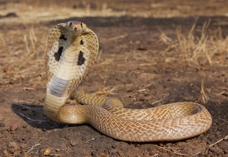Picture 4 of How to distinguish poisonous snakes and non-toxic snakes