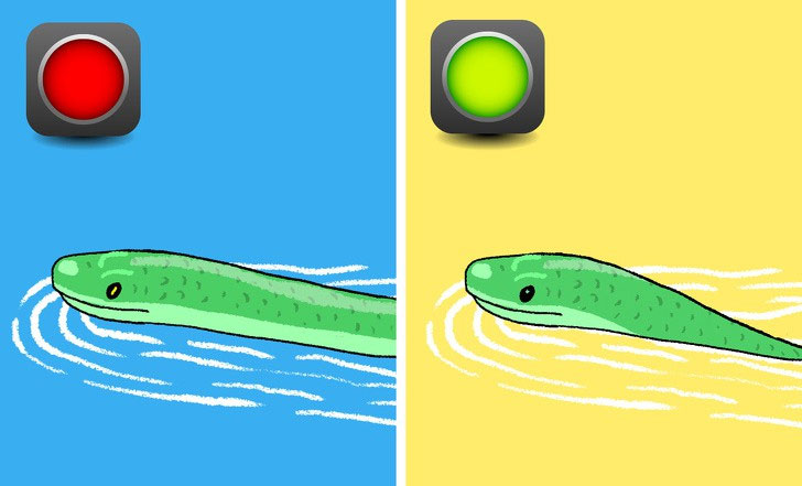 Picture 6 of How to distinguish poisonous snakes and non-toxic snakes