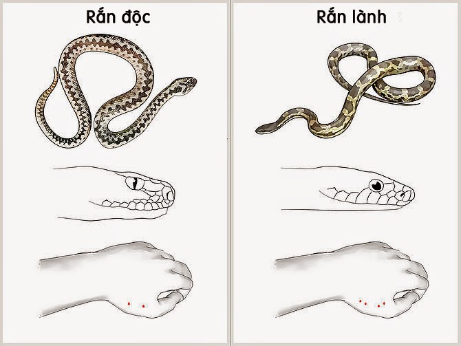 How to distinguish poisonous snakes and non-toxic snakes