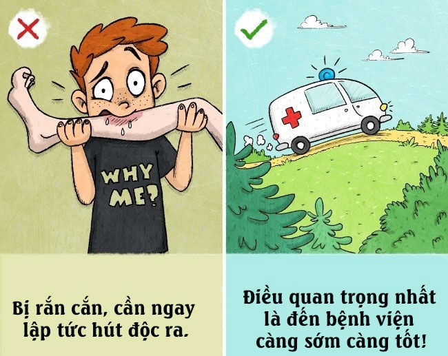 Picture 9 of How to distinguish poisonous snakes and non-toxic snakes