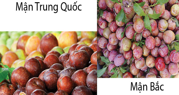 Picture 3 of How to distinguish Vietnamese plums and Chinese plums
