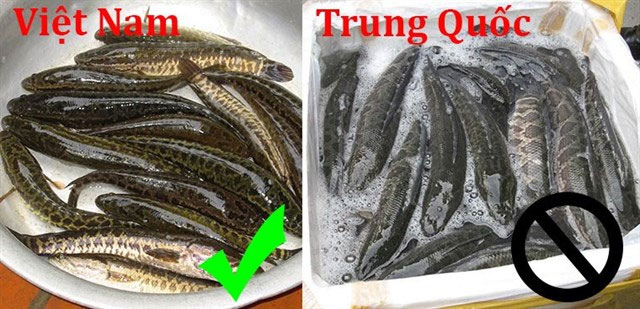 How to distinguish Vietnamese snakehead fish and Chinese bananas