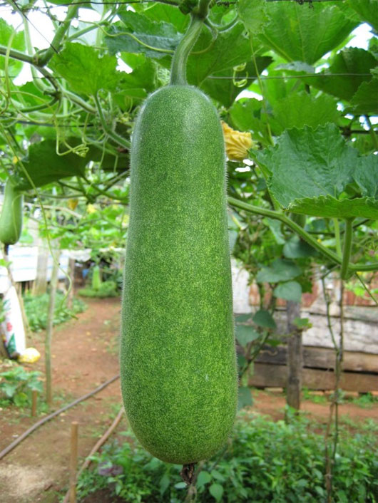 Picture 1 of How to eat wrong squash that many people have