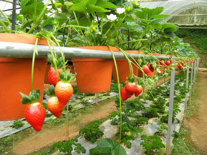 Picture 3 of How to grow and care for strawberries at home for red ripe fruits