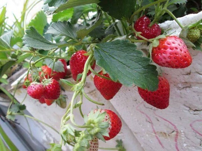 Picture 4 of How to grow and care for strawberries at home for red ripe fruits