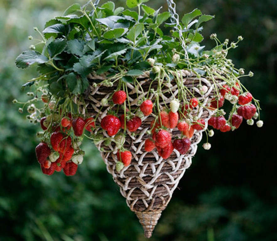 Picture 5 of How to grow and care for strawberries at home for red ripe fruits