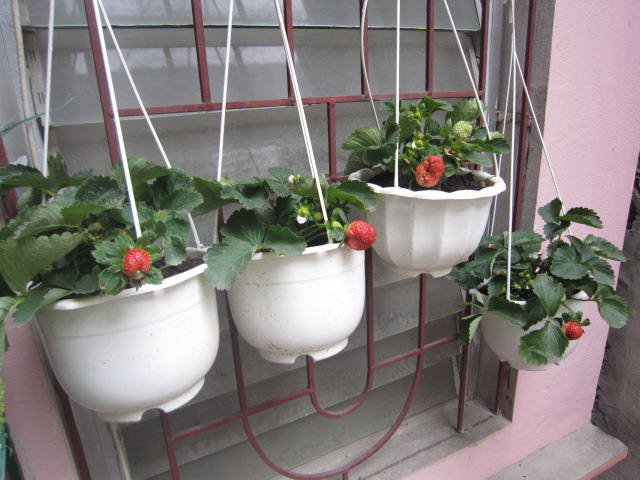 Picture 6 of How to grow and care for strawberries at home for red ripe fruits