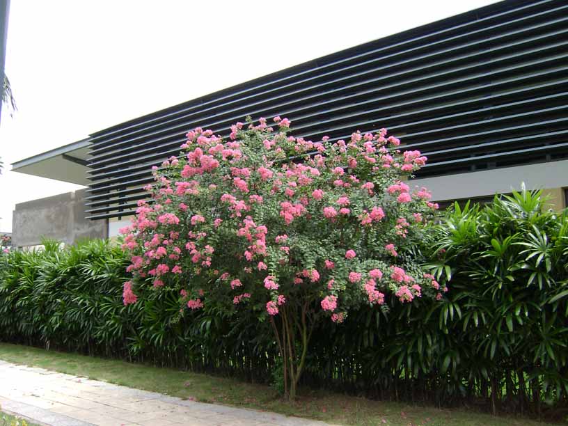 Picture 3 of How to grow and care vy wing flowers