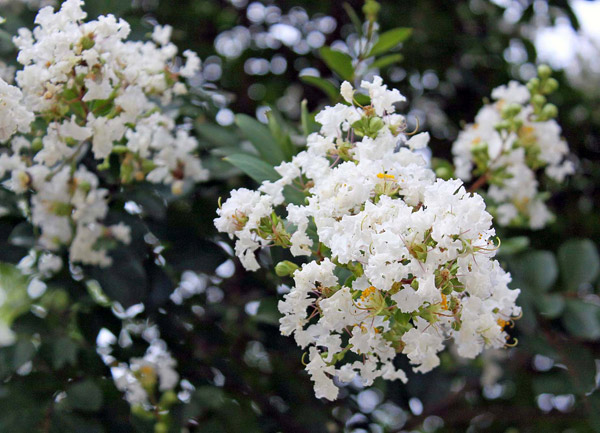 Picture 4 of How to grow and care vy wing flowers