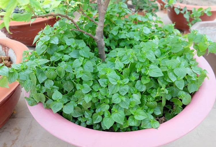 Picture 3 of How to grow and take care of crab vegetables at home is very simple