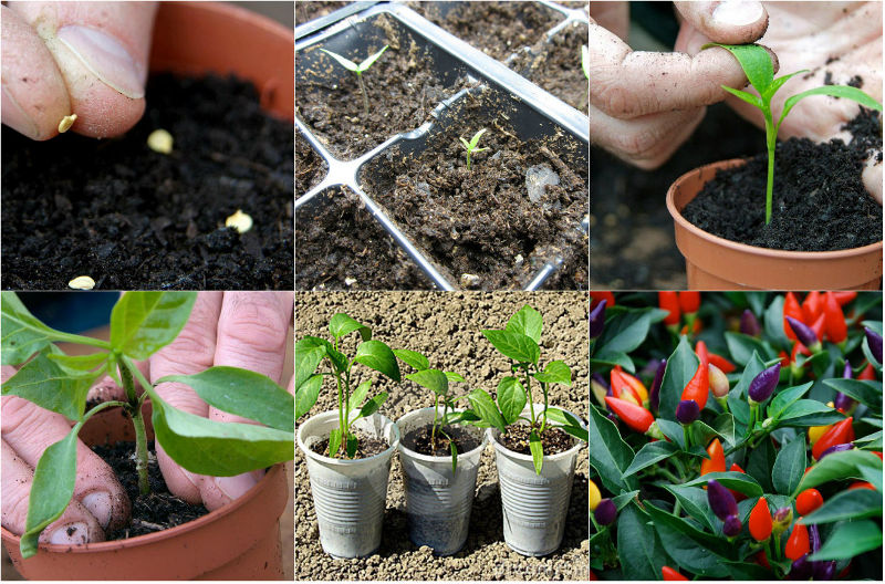 Picture 2 of How to grow colorful peppers at home while eating and making scenes