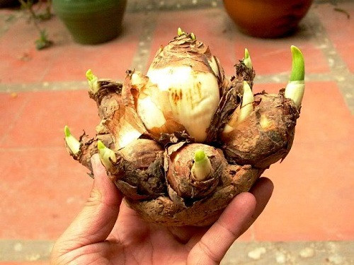 Picture 10 of How to grow daffodils to welcome Tet for the new year is peaceful