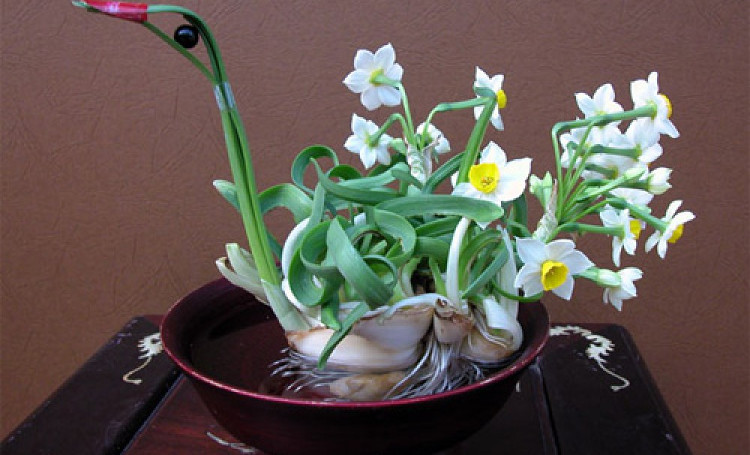 Picture 11 of How to grow daffodils to welcome Tet for the new year is peaceful