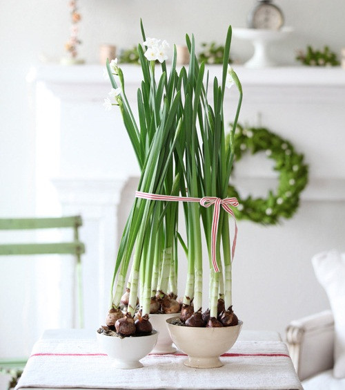 Picture 8 of How to grow daffodils to welcome Tet for the new year is peaceful