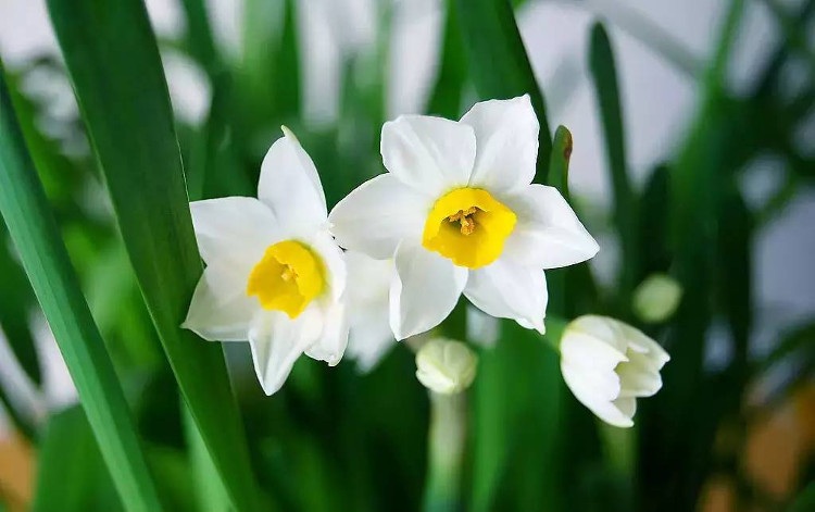 Picture 9 of How to grow daffodils to welcome Tet for the new year is peaceful