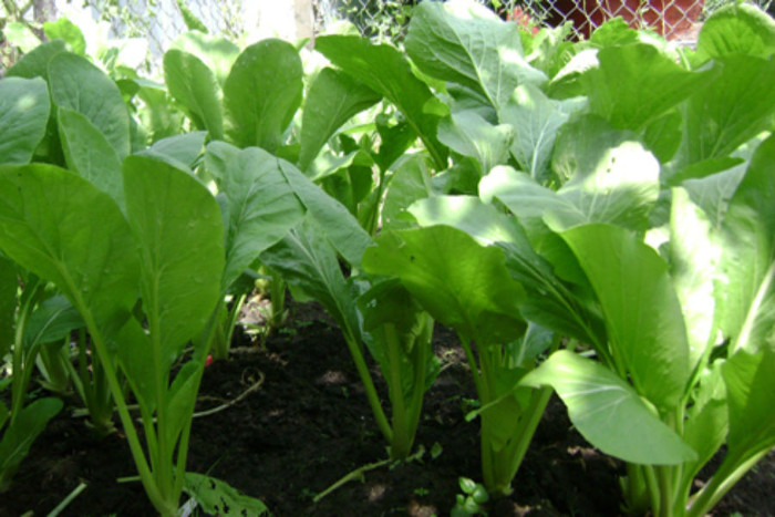Picture 2 of How to grow good green choysum at home