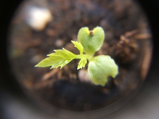 Picture 10 of How to grow pepino wrong fruit in potted plants for every home