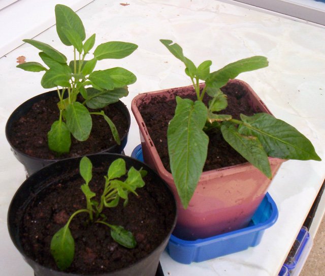 Picture 11 of How to grow pepino wrong fruit in potted plants for every home