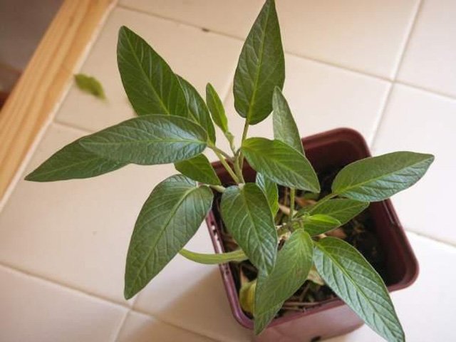 Picture 12 of How to grow pepino wrong fruit in potted plants for every home