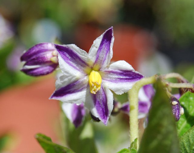 Picture 13 of How to grow pepino wrong fruit in potted plants for every home