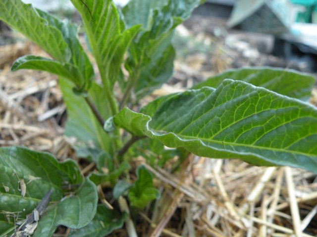 Picture 14 of How to grow pepino wrong fruit in potted plants for every home