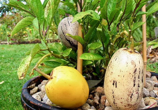 Picture 15 of How to grow pepino wrong fruit in potted plants for every home