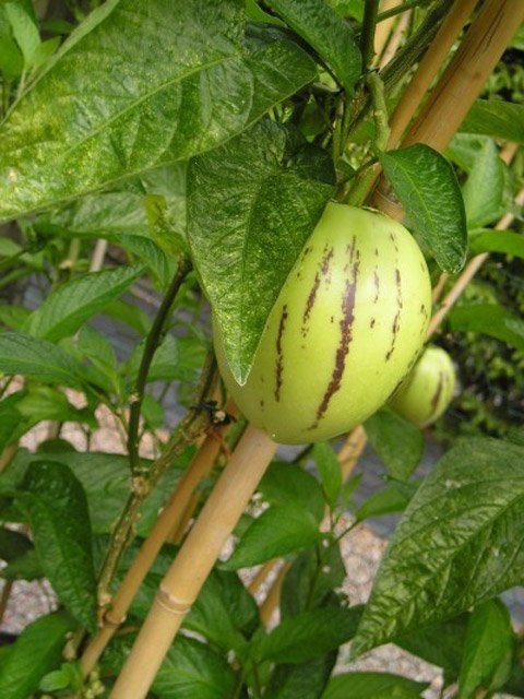Picture 16 of How to grow pepino wrong fruit in potted plants for every home