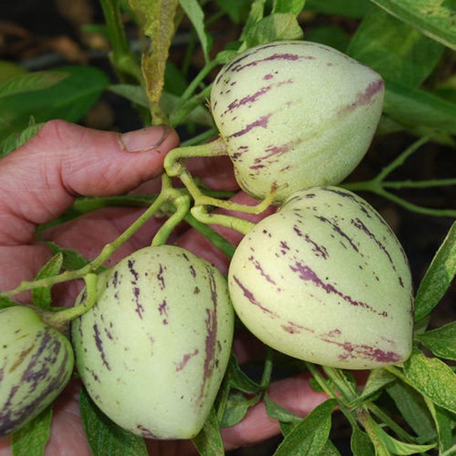 Picture 18 of How to grow pepino wrong fruit in potted plants for every home