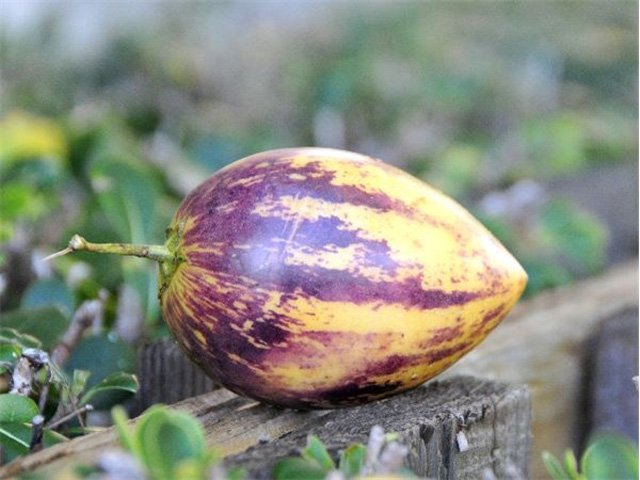 Picture 19 of How to grow pepino wrong fruit in potted plants for every home