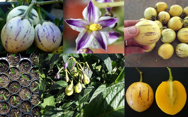 Picture 2 of How to grow pepino wrong fruit in potted plants for every home