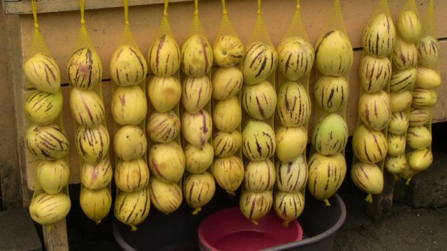 Picture 21 of How to grow pepino wrong fruit in potted plants for every home